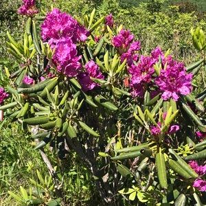 Meet your Posher, Milly